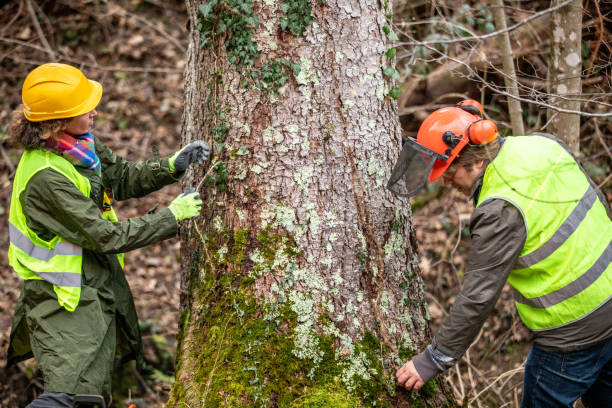 How Our Tree Care Process Works  in  Maugansville, MD