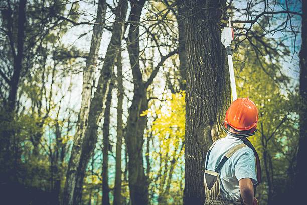 Best Soil Testing and Treatment  in Maugansville, MD