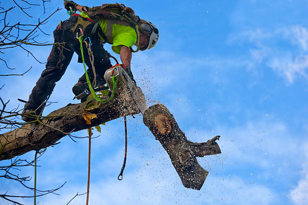 Trusted Maugansville, MD Tree Care Experts